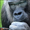 yxelav's Avatar